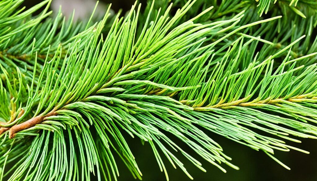 Norfolk Island pine needle issues