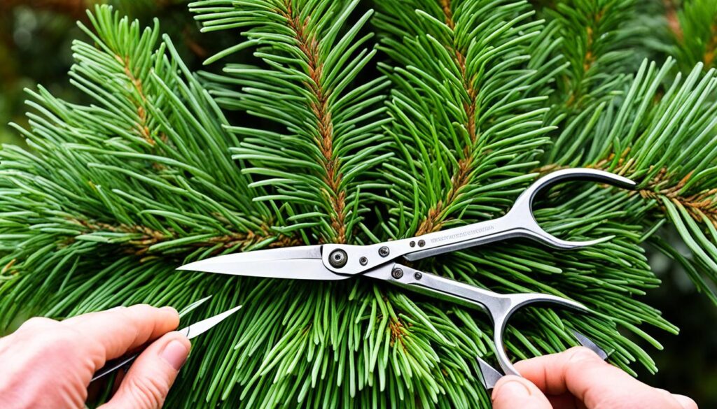 Norfolk Island pine pruning