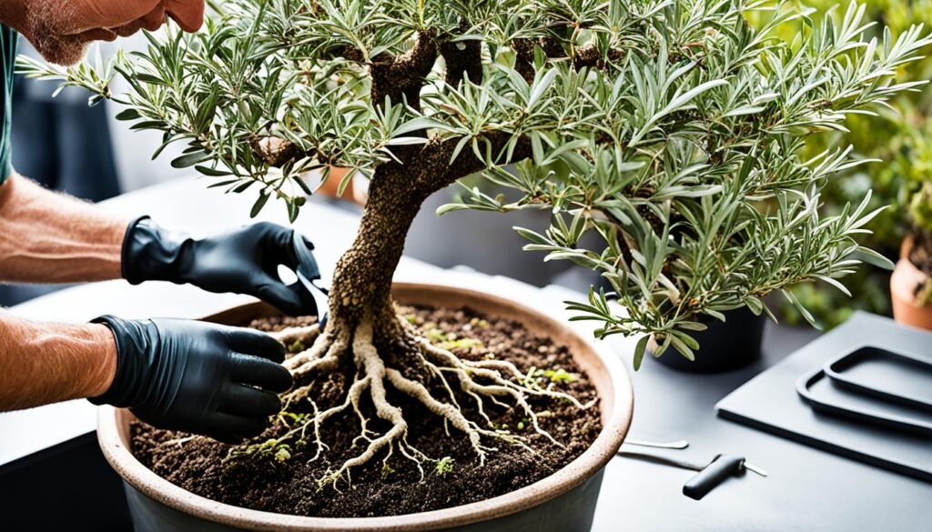 Olive Bonsai Repotting