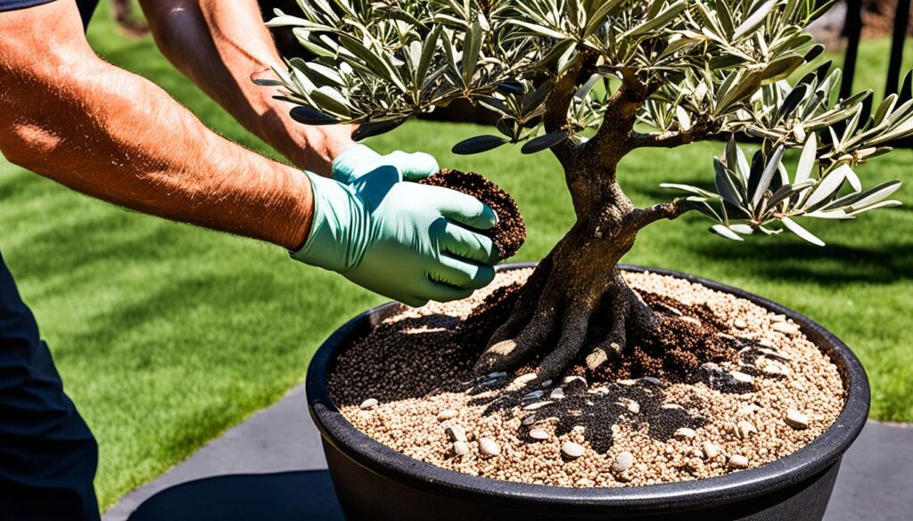 Olive bonsai fertilizing