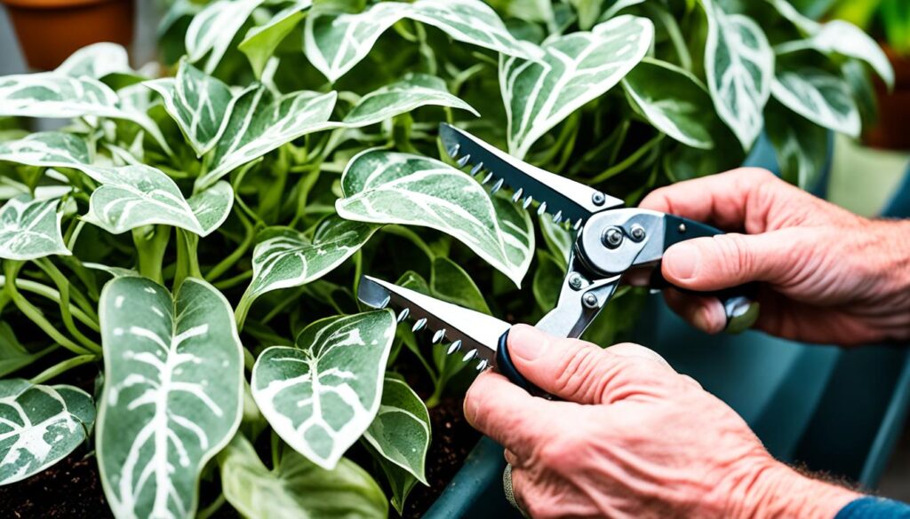 Pruning silver pothos