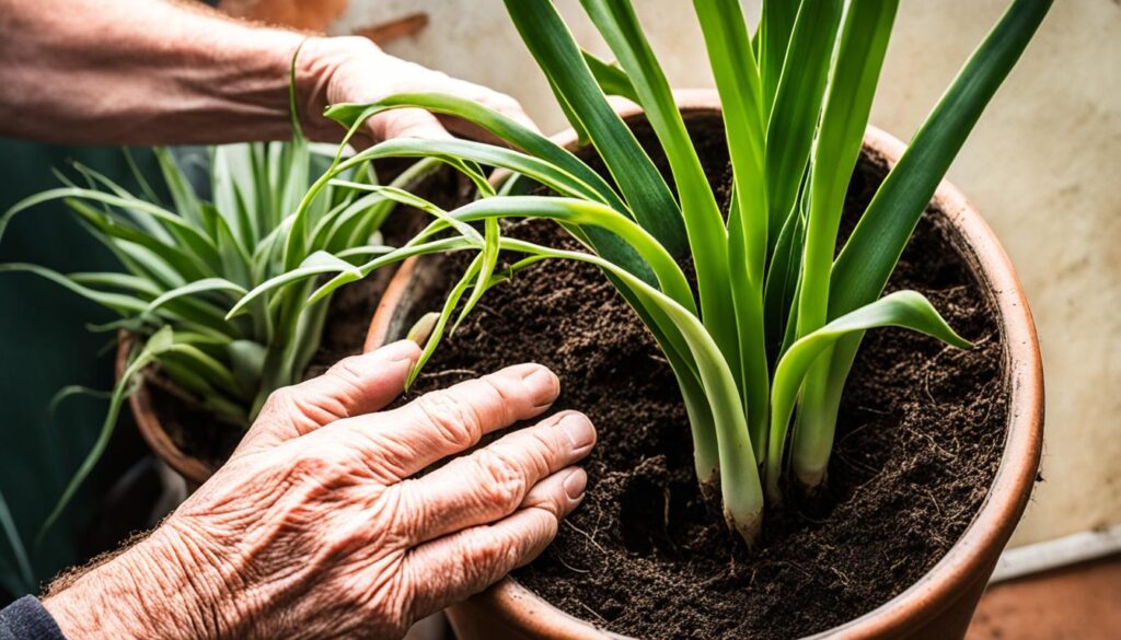 Removing snake plant from pot