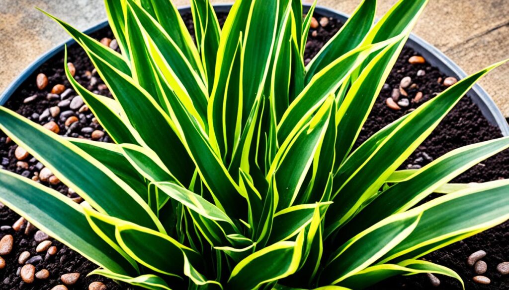 Snake Plant Soil