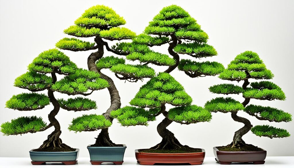 What are some types of indoor bonsai trees?