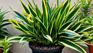 What is the best potting soil for snake plants?