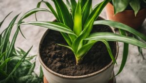 Why is my snake plant falling over?