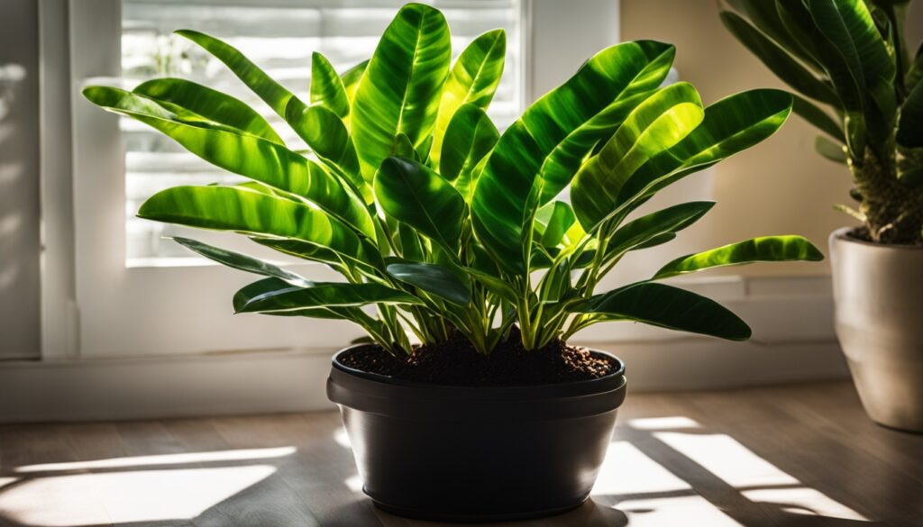 ZZ plant in sunlight