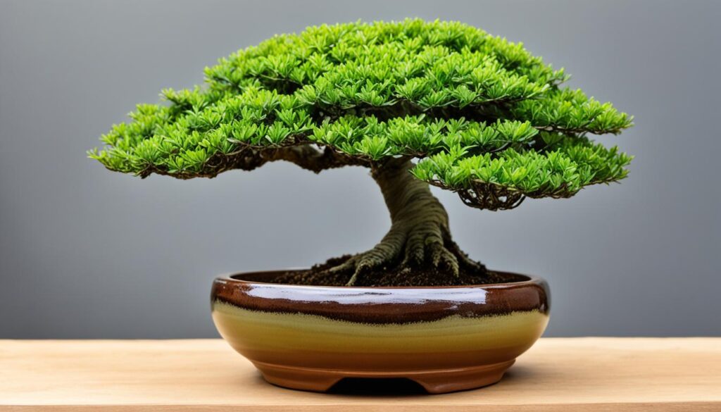 bonsai pot