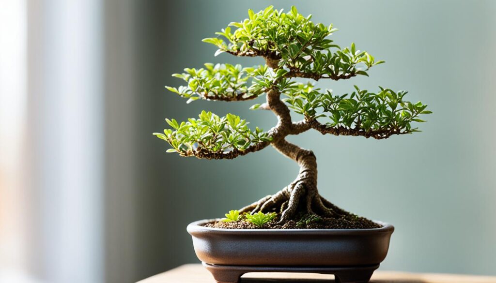 indoor bonsai trees