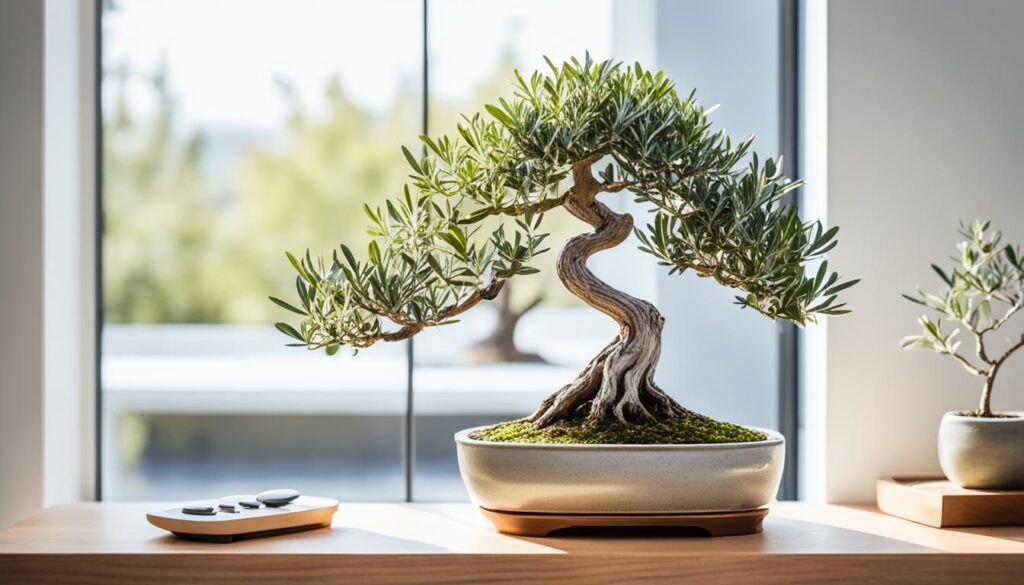 olive bonsai placement