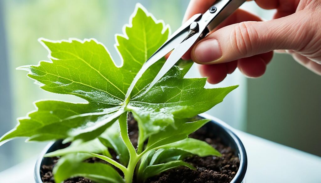 polka dot plant propagation