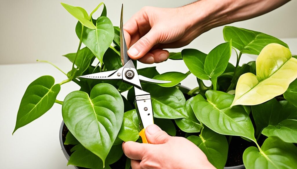 preparing pothos cuttings