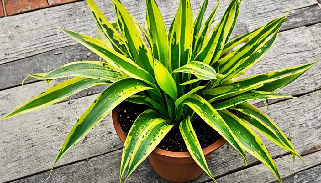 signs of overwatered snake plant