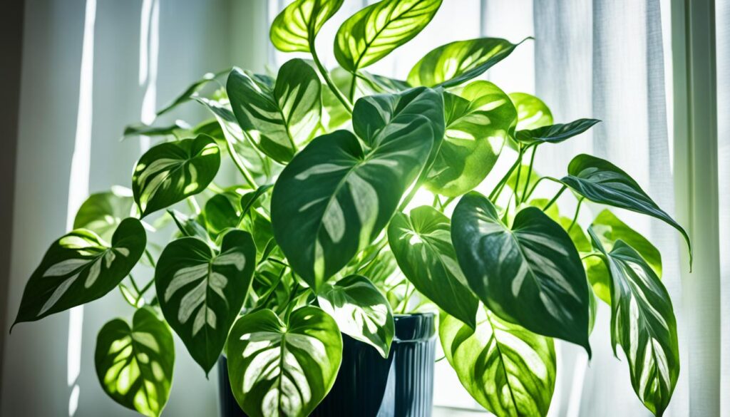 silver pothos lighting