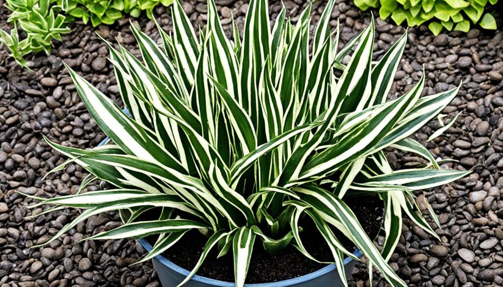 snake plant potting mix