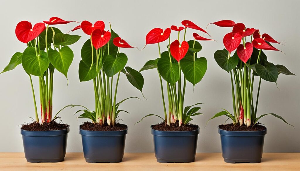 steps for propagating anthuriums