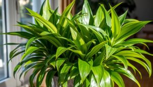 how to care for a dracaena