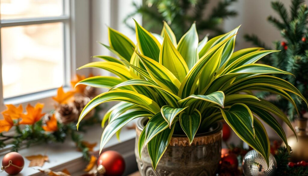 Dracaena Lemon Lime plant