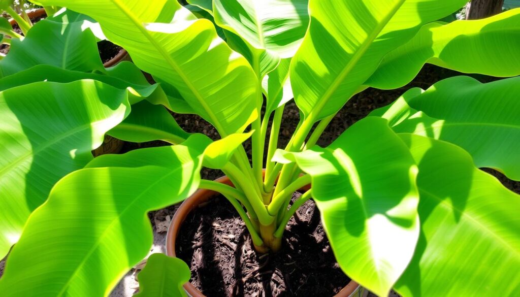 Dwarf Brazilian Banana Plant