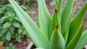 aloe vera plant brown tips