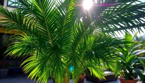 areca palm outdoor care