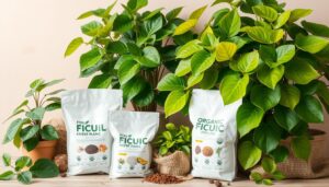 best fertilizer for ficus