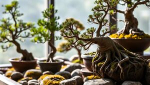 best trees for bonsai