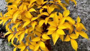 bonsai tree leaves turning yellow