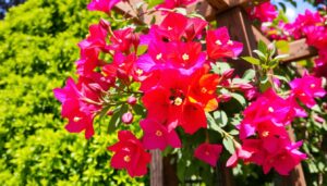 bougainvillea tree care