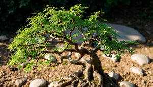 brazilian rain tree bonsai for sale