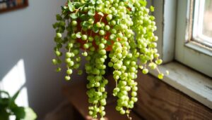 care of string of pearls