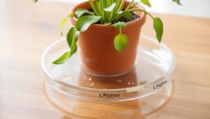 clear plant saucer