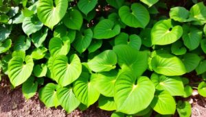 colocasia plant care