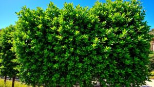 ficus hedge tree