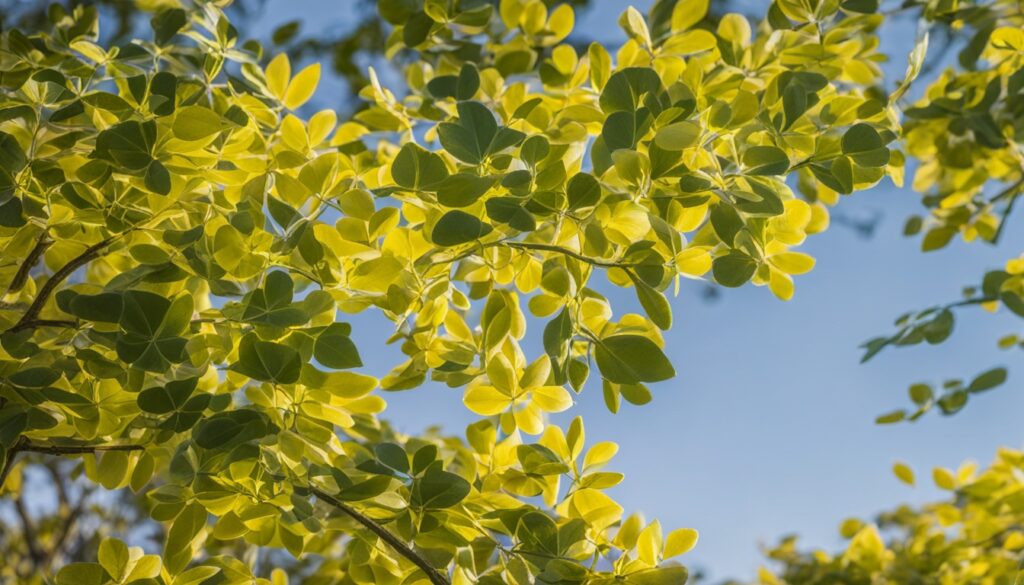 ficus umbellata yellow leaves