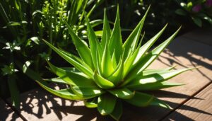 how much sunlight does an aloe vera plant need