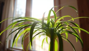 how often should i water spider plant