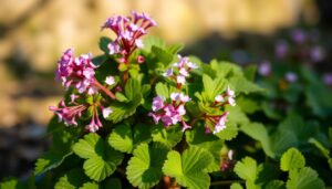 how to take care of cyclamen