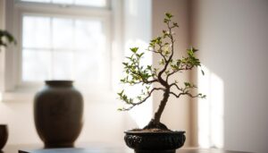 indoor bonsai tree for beginners