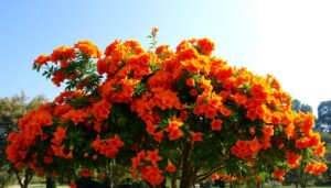 orange jubilee tree