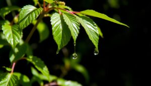 plant dripping water