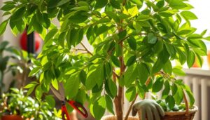 pruning a money tree