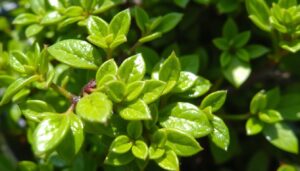 small leaves covered in wax