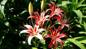 spider lilies flower