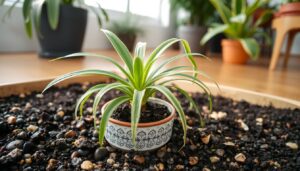 spider plant potting soil